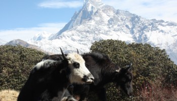 Mardi Himal Trek 12 Days